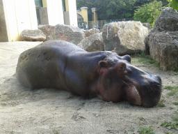 Chris 02 Nijlpaard in Schoenbrunn